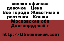 связка сфинкса. девочка › Цена ­ 500 - Все города Животные и растения » Кошки   . Московская обл.,Долгопрудный г.